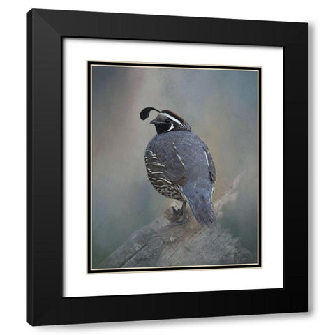 California Quail Black Modern Wood Framed Art Print with Double Matting by McFerrin, Larry