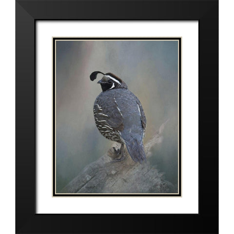 California Quail Black Modern Wood Framed Art Print with Double Matting by McFerrin, Larry