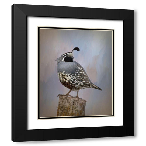 California Quail II Black Modern Wood Framed Art Print with Double Matting by McFerrin, Larry