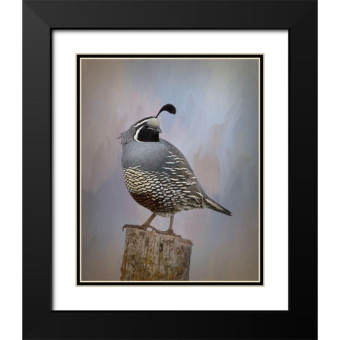 California Quail II Black Modern Wood Framed Art Print with Double Matting by McFerrin, Larry