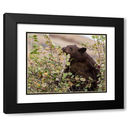 Black Bear Black Modern Wood Framed Art Print with Double Matting by McFerrin, Larry