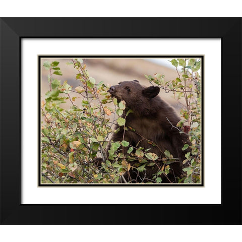 Black Bear Black Modern Wood Framed Art Print with Double Matting by McFerrin, Larry