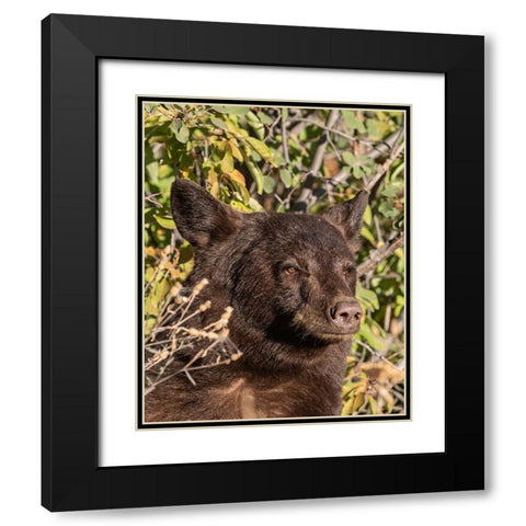 Black Bear II Black Modern Wood Framed Art Print with Double Matting by McFerrin, Larry