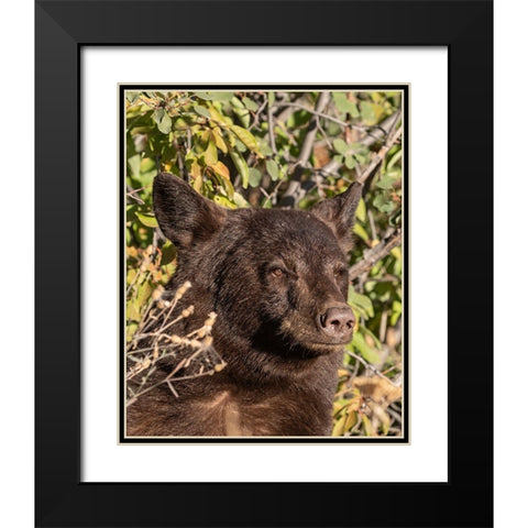 Black Bear II Black Modern Wood Framed Art Print with Double Matting by McFerrin, Larry