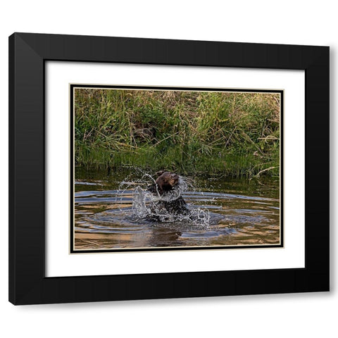 Black Bear Sow Black Modern Wood Framed Art Print with Double Matting by McFerrin, Larry