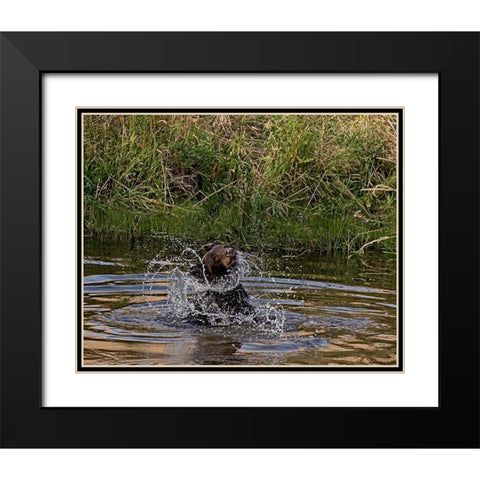 Black Bear Sow Black Modern Wood Framed Art Print with Double Matting by McFerrin, Larry