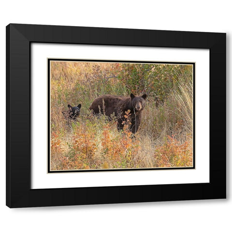 Black Bear Sow and Cub Black Modern Wood Framed Art Print with Double Matting by McFerrin, Larry
