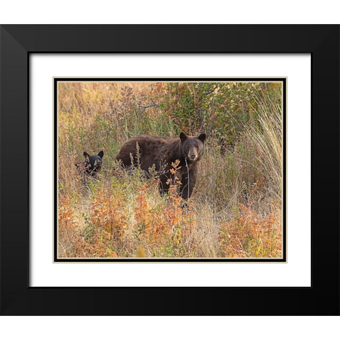 Black Bear Sow and Cub Black Modern Wood Framed Art Print with Double Matting by McFerrin, Larry