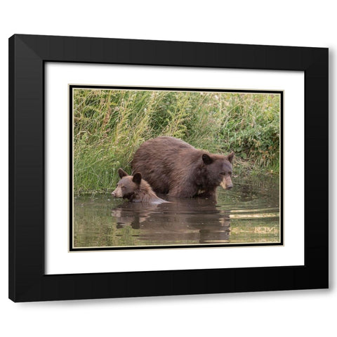 Black Bear Sow and Cub II Black Modern Wood Framed Art Print with Double Matting by McFerrin, Larry