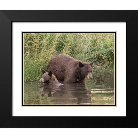 Black Bear Sow and Cub II Black Modern Wood Framed Art Print with Double Matting by McFerrin, Larry