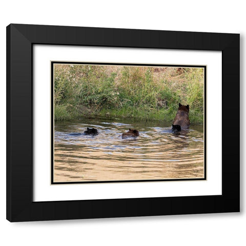 Black Bear Sow and Cubs  Black Modern Wood Framed Art Print with Double Matting by McFerrin, Larry