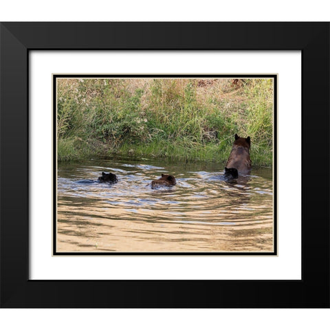 Black Bear Sow and Cubs  Black Modern Wood Framed Art Print with Double Matting by McFerrin, Larry