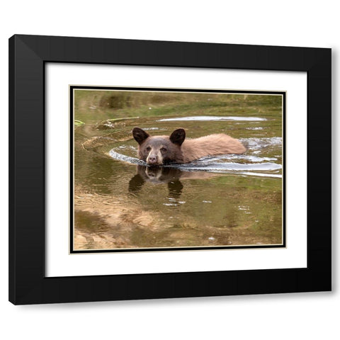 Black Bear Cub Black Modern Wood Framed Art Print with Double Matting by McFerrin, Larry