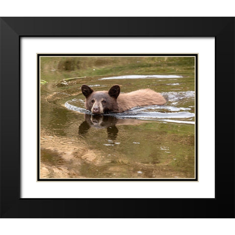 Black Bear Cub Black Modern Wood Framed Art Print with Double Matting by McFerrin, Larry
