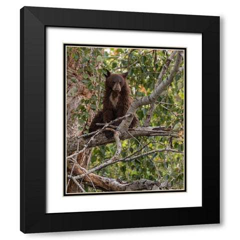 Black Bear Cub Black Modern Wood Framed Art Print with Double Matting by McFerrin, Larry