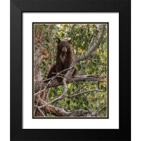 Black Bear Cub Black Modern Wood Framed Art Print with Double Matting by McFerrin, Larry