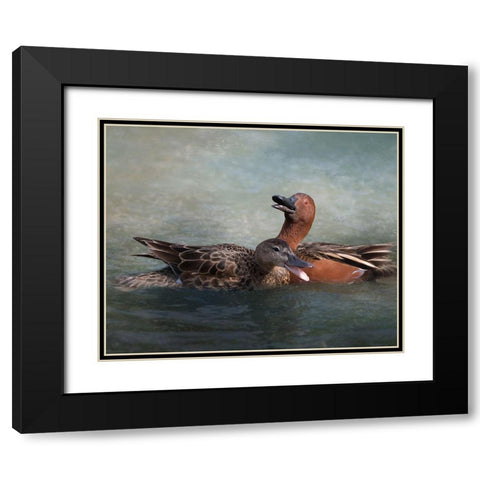 Cinnamon Teal Pair Black Modern Wood Framed Art Print with Double Matting by McFerrin, Larry