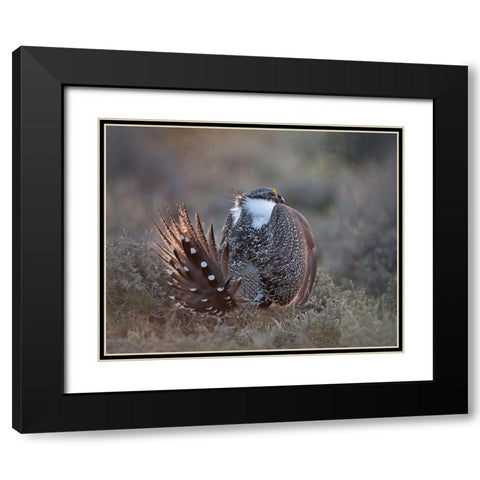 Greater Sage Grouse Black Modern Wood Framed Art Print with Double Matting by McFerrin, Larry
