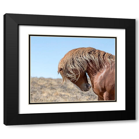 Marshall - Wild Stallion Black Modern Wood Framed Art Print with Double Matting by McFerrin, Larry