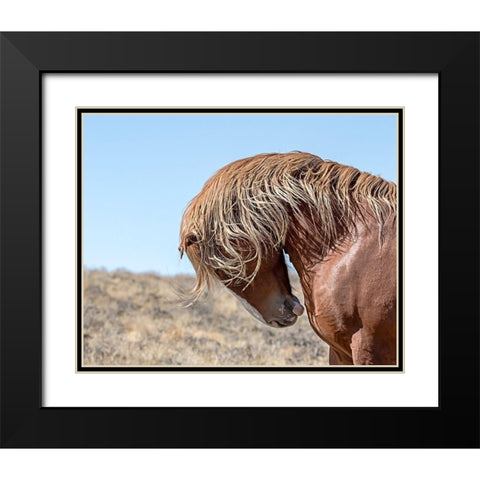 Marshall - Wild Stallion Black Modern Wood Framed Art Print with Double Matting by McFerrin, Larry