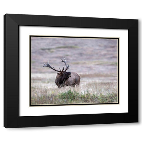Bull Elk in Montana Black Modern Wood Framed Art Print with Double Matting by McFerrin, Larry