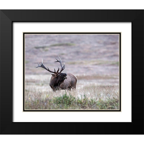 Bull Elk in Montana Black Modern Wood Framed Art Print with Double Matting by McFerrin, Larry