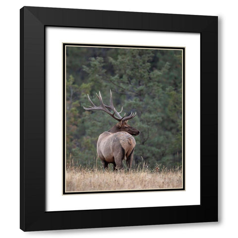 Bull Elk in Montana II Black Modern Wood Framed Art Print with Double Matting by McFerrin, Larry