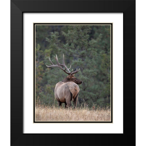 Bull Elk in Montana II Black Modern Wood Framed Art Print with Double Matting by McFerrin, Larry
