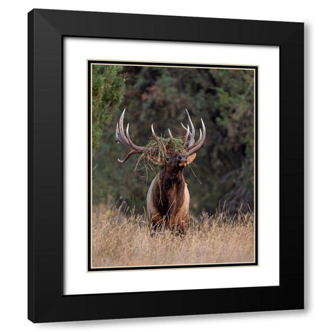 Bull Elk in Montana III Black Modern Wood Framed Art Print with Double Matting by McFerrin, Larry