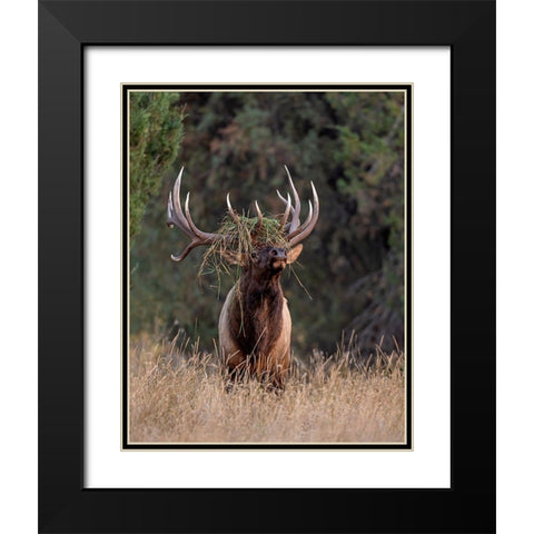 Bull Elk in Montana III Black Modern Wood Framed Art Print with Double Matting by McFerrin, Larry