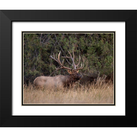 Bull Elk in Montana IV Black Modern Wood Framed Art Print with Double Matting by McFerrin, Larry