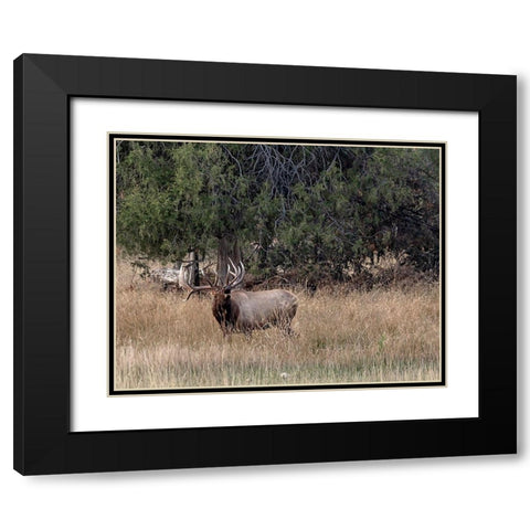 Bull Elk in Montana V Black Modern Wood Framed Art Print with Double Matting by McFerrin, Larry