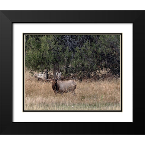 Bull Elk in Montana V Black Modern Wood Framed Art Print with Double Matting by McFerrin, Larry