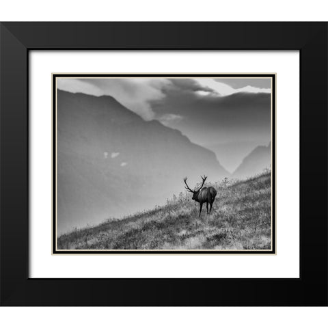 Big Country Bull Black Modern Wood Framed Art Print with Double Matting by McFerrin, Larry