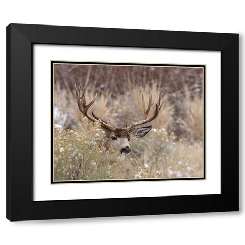 Mule Deer Buck Black Modern Wood Framed Art Print with Double Matting by McFerrin, Larry
