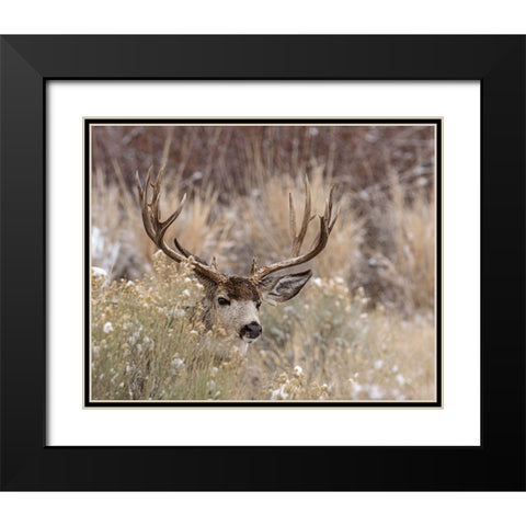 Mule Deer Buck Black Modern Wood Framed Art Print with Double Matting by McFerrin, Larry