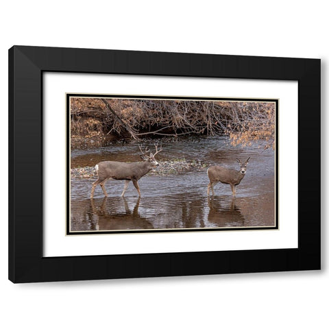 Mule Deer Buck and Doe Black Modern Wood Framed Art Print with Double Matting by McFerrin, Larry