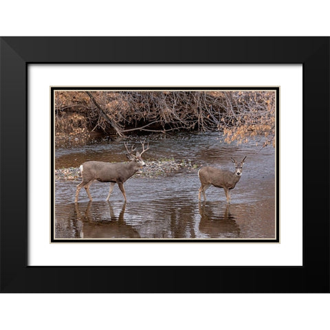 Mule Deer Buck and Doe Black Modern Wood Framed Art Print with Double Matting by McFerrin, Larry
