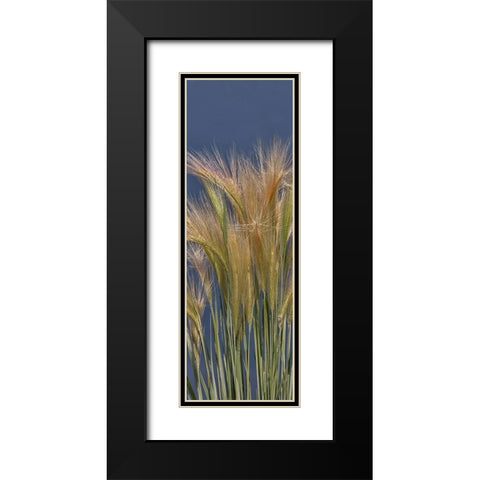 Cheat - Grass Black Modern Wood Framed Art Print with Double Matting by McFerrin, Larry