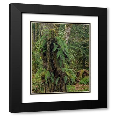 Ferns - Key Peninsula Black Modern Wood Framed Art Print with Double Matting by McFerrin, Larry