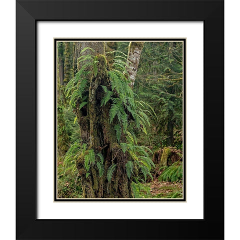 Ferns - Key Peninsula Black Modern Wood Framed Art Print with Double Matting by McFerrin, Larry