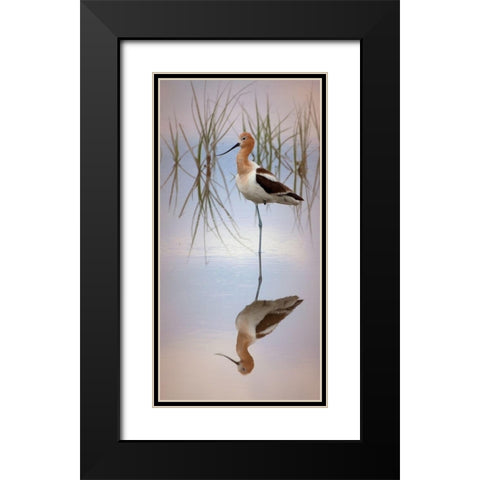 American Avocet Black Modern Wood Framed Art Print with Double Matting by McFerrin, Larry