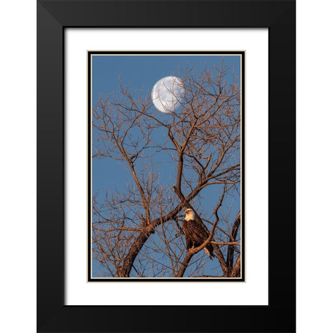 Eagle Moon Black Modern Wood Framed Art Print with Double Matting by McFerrin, Larry