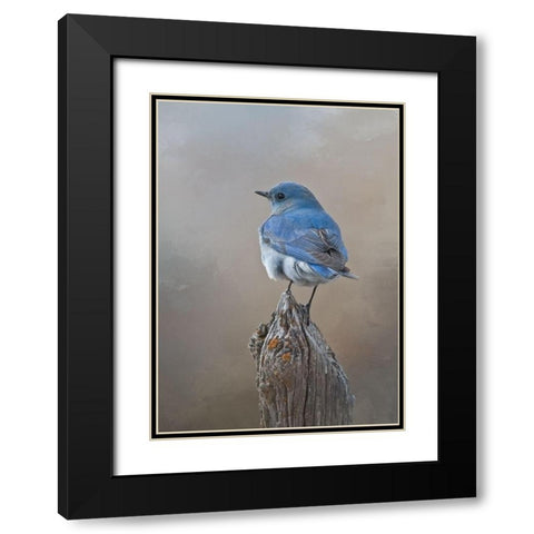 Mountain Bluebird Black Modern Wood Framed Art Print with Double Matting by McFerrin, Larry