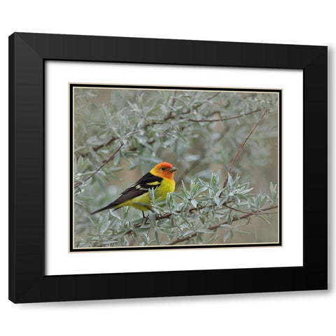 Western Taneger Black Modern Wood Framed Art Print with Double Matting by McFerrin, Larry