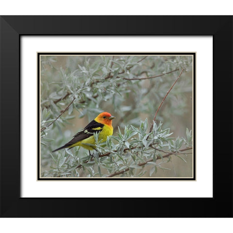 Western Taneger Black Modern Wood Framed Art Print with Double Matting by McFerrin, Larry