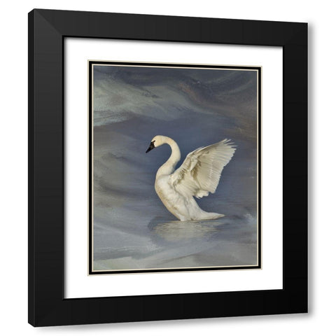 Tundra Swan Black Modern Wood Framed Art Print with Double Matting by McFerrin, Larry