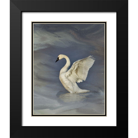Tundra Swan Black Modern Wood Framed Art Print with Double Matting by McFerrin, Larry