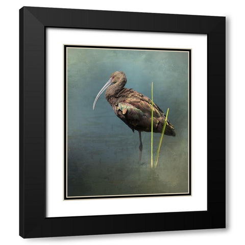 White Faced Ibis Black Modern Wood Framed Art Print with Double Matting by McFerrin, Larry
