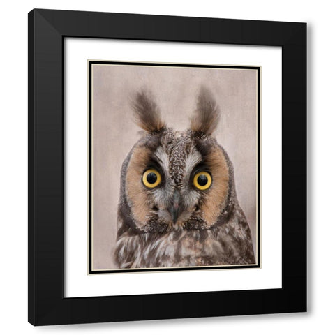 Long-Eared Owl Black Modern Wood Framed Art Print with Double Matting by McFerrin, Larry